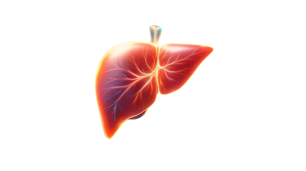 A glowing illustration of a healthy liver, symbolizing vitality, recovery, and liver health awareness